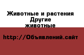 Животные и растения Другие животные